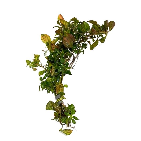 Ludwigia Ovalis Bunch Plant