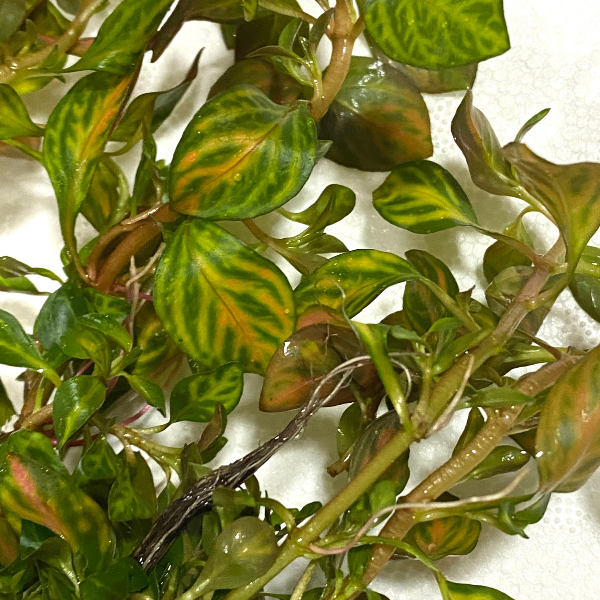 Ludwigia Ovalis Bunch Plant