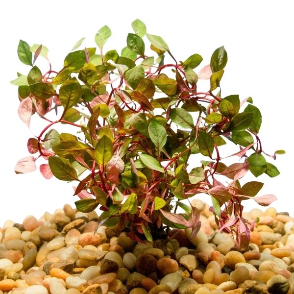 Ludwigia sp. Super Red