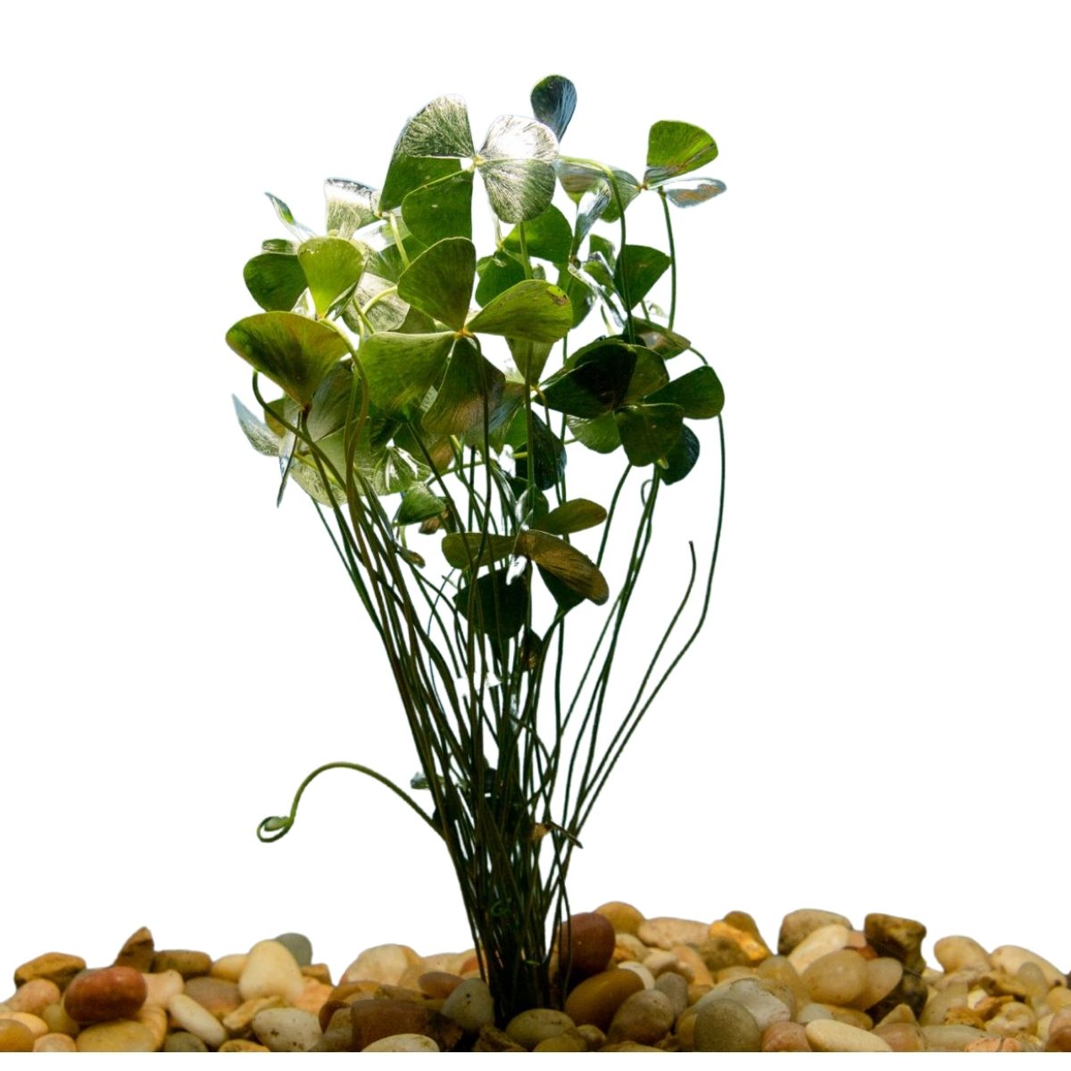 clover potted plant Four Leaf Clover Potted