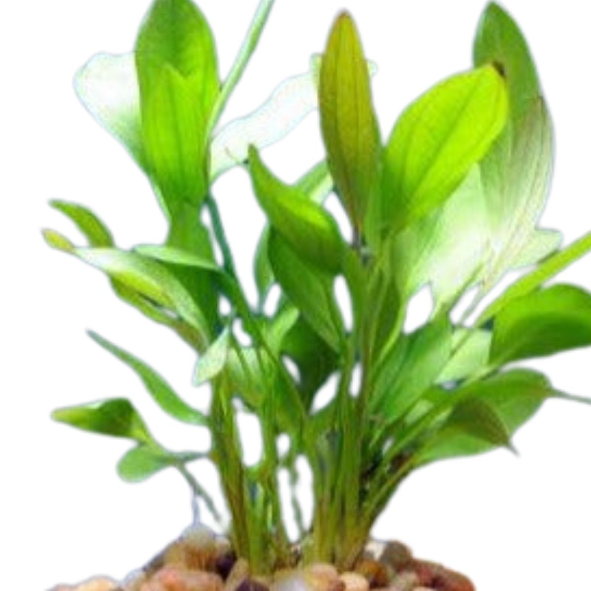 Melon Green Sword Plant Aquatic Plant