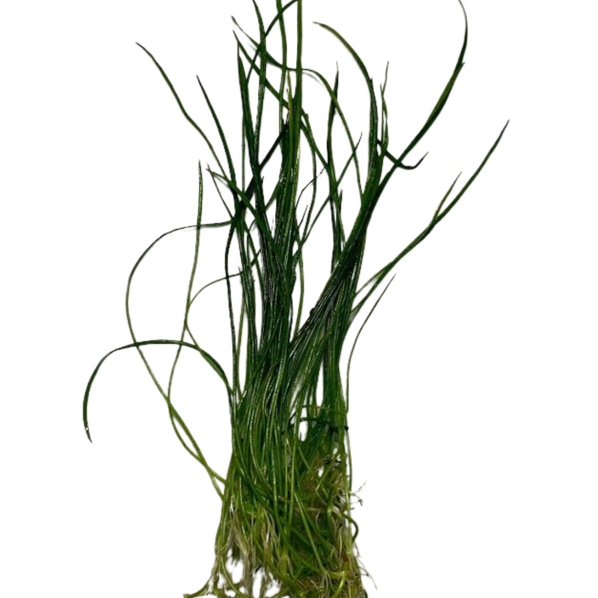 MicroSwordNarrow Aquatic Plant