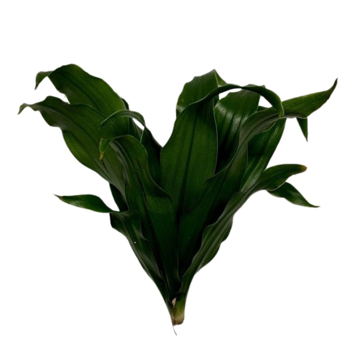 buy black pineapple plant Dracaena compacta 6in Janet Craig