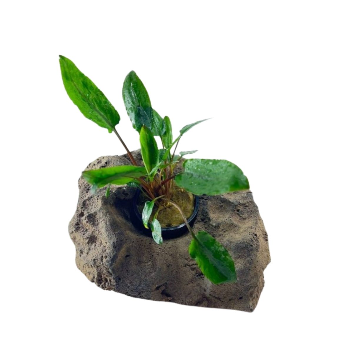 Potted Cryptocoryne Wendtii Green Aquatic Plant