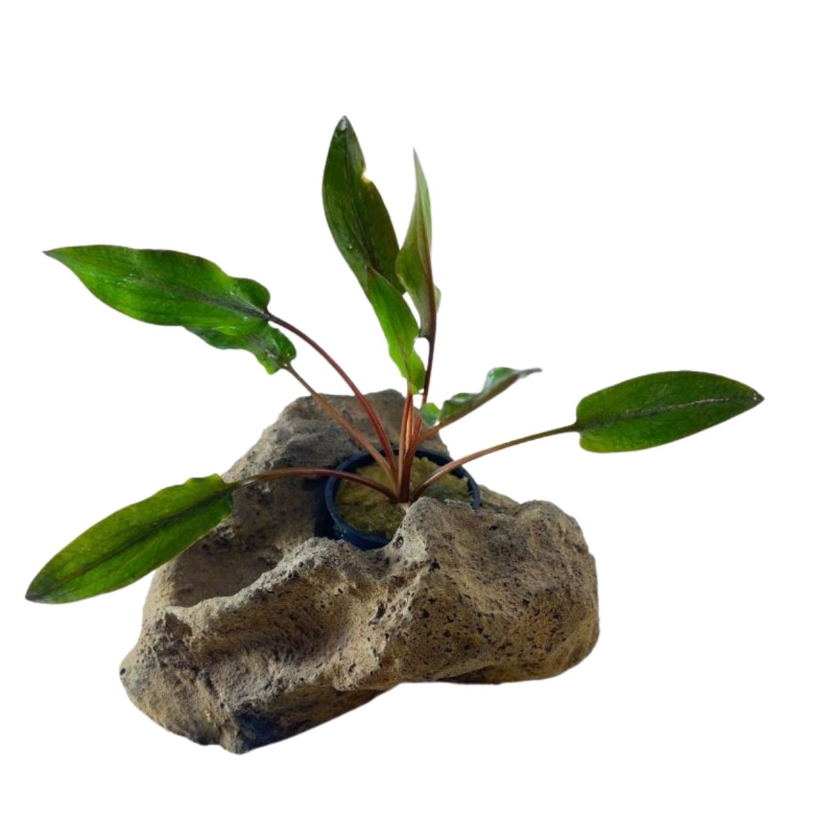 Cryptocorynes Wendtii Red