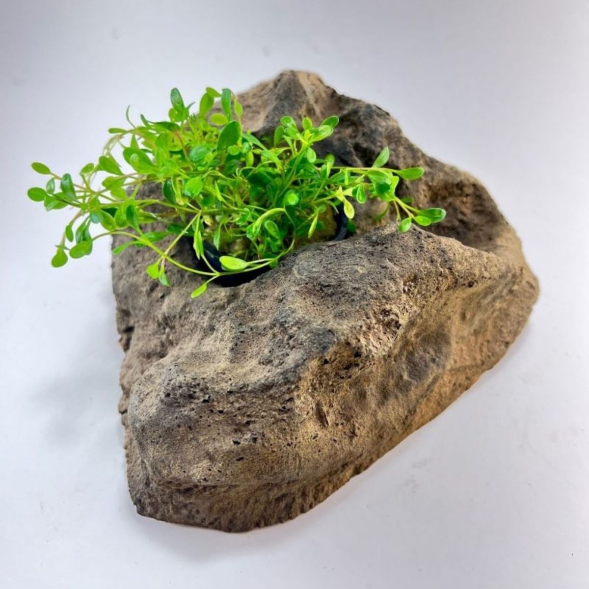 Glossostigma Aquatic Plant