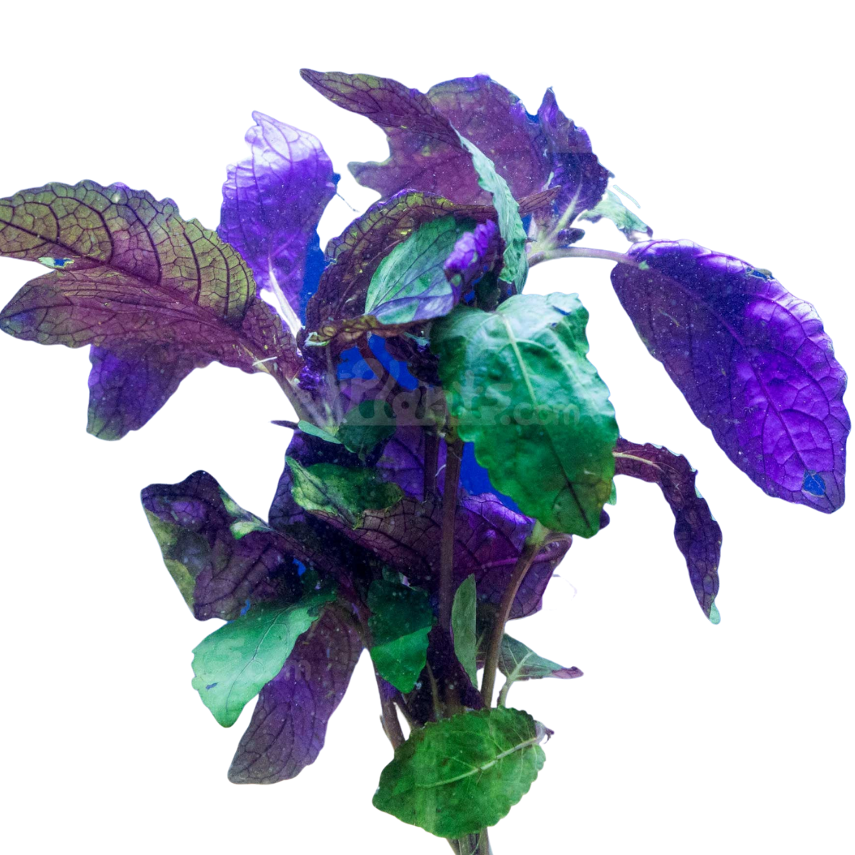 purple waffle plant pot size Purple Waffle Bunch Plant – Wetplants