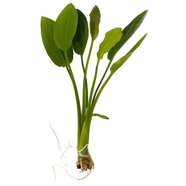 sword succulent Radican Green Sword Plant