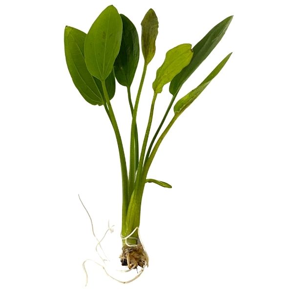 Radican Green Sword Plant