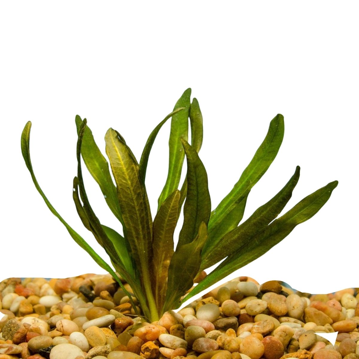 Red Rubin Aquatic Plant