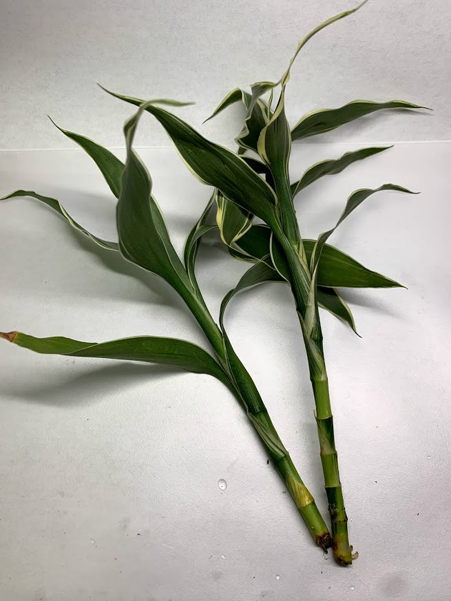 Sanderiana Green - 3 Pack