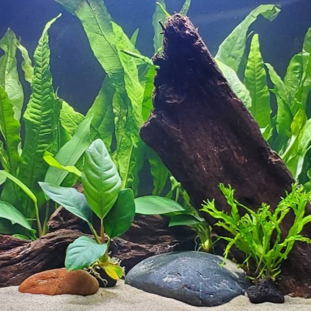 Cichlid Large Plant Pack