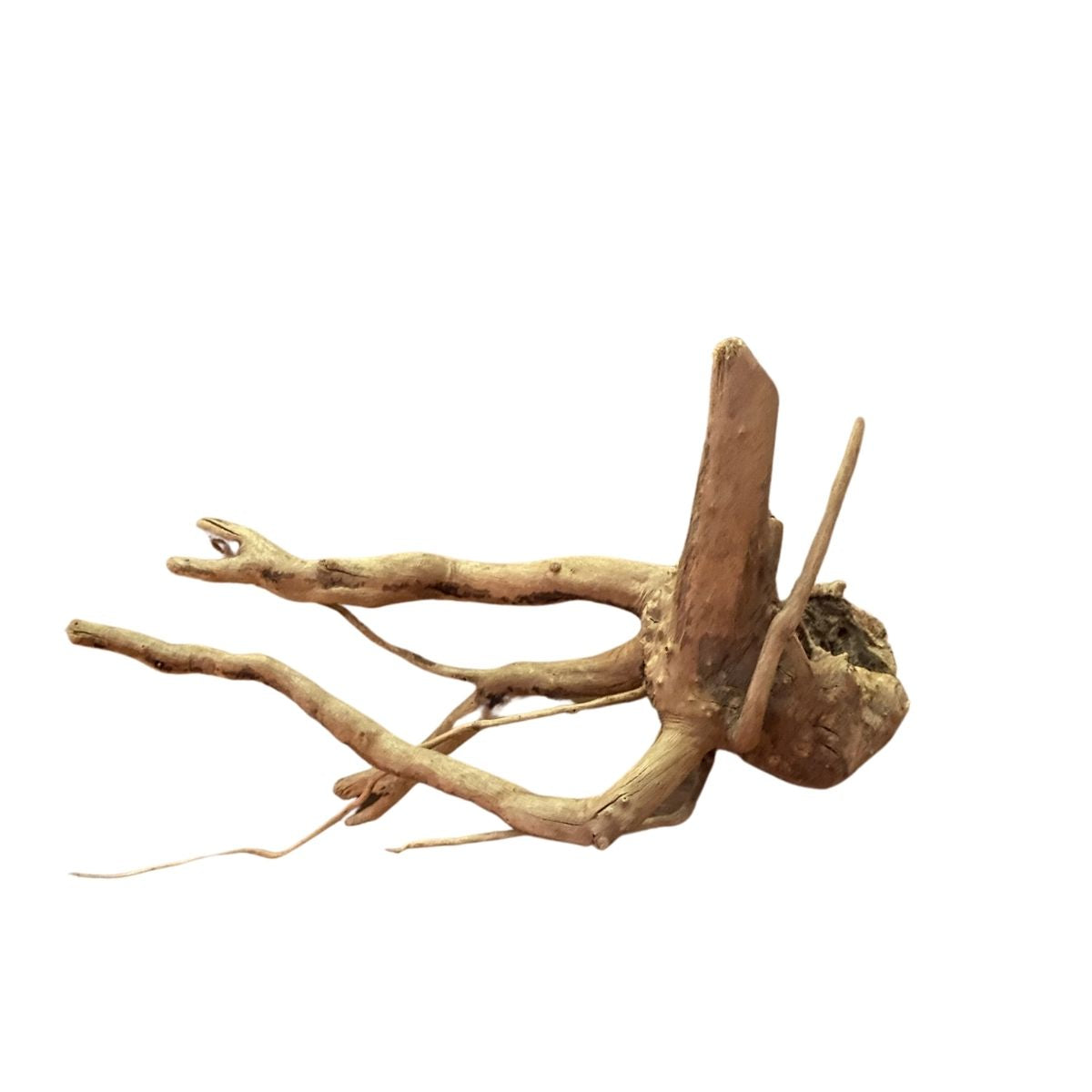 Spider Wood Driftwood – Wetplants