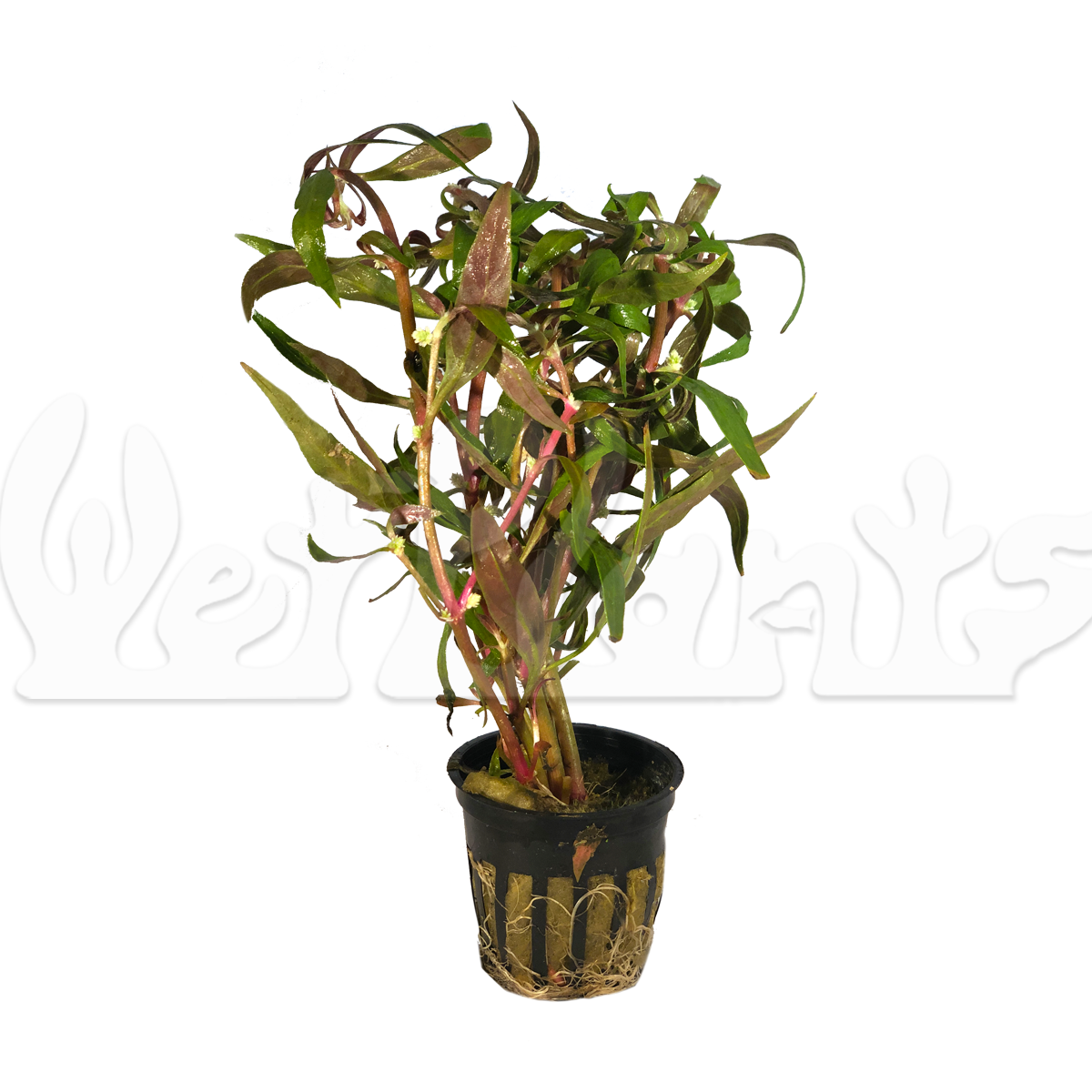 Scarlet Temple (Telanthera Alternanthera reineckii) Aquatic Potted Plant