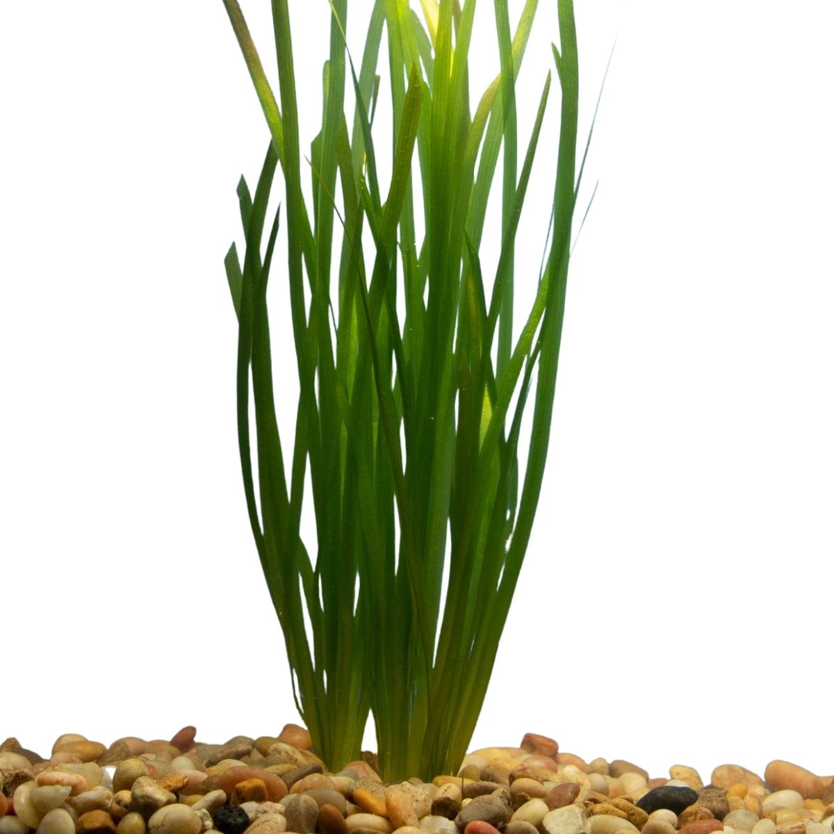 Vallisneria Italian Aquatic Plant