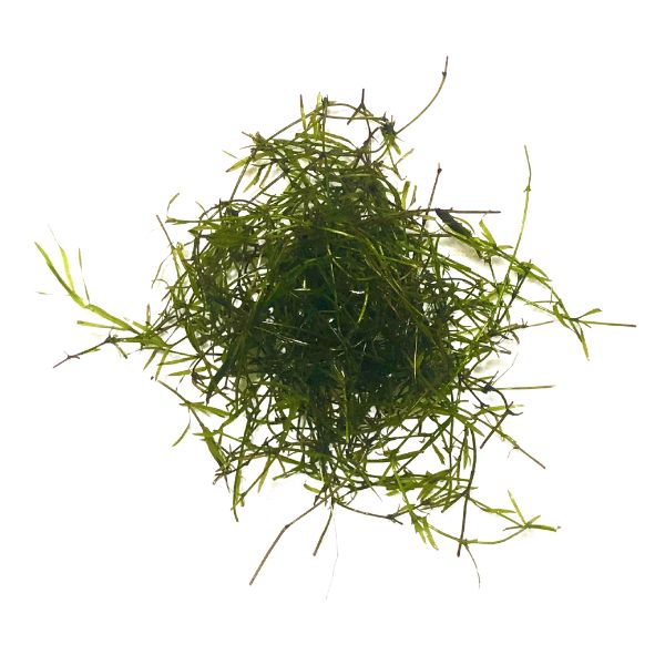 Guppy grass aquatic plant from WetPlants.