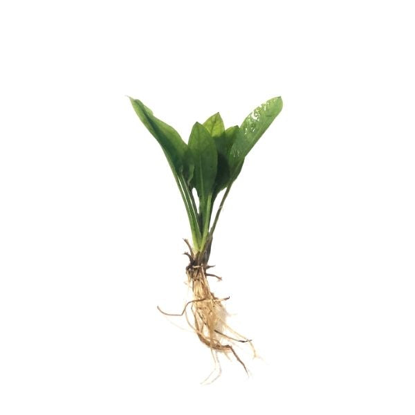 sword succulent Compacta Sword Plant