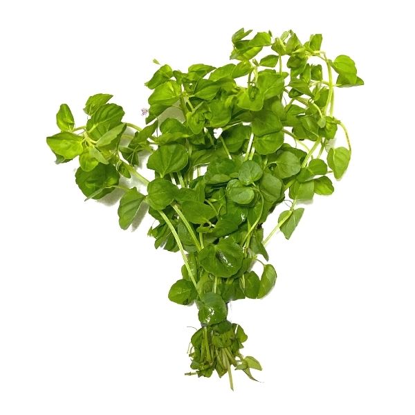 Mint Charlie Bunch Plant Wetplants