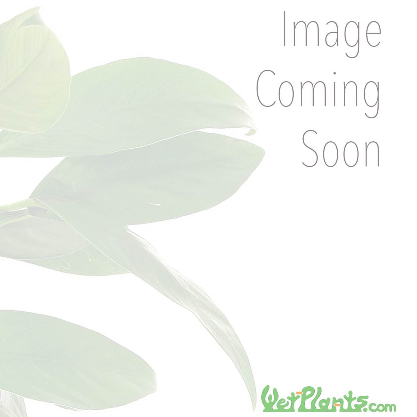 Christmas Moss (Vesicularia montagnei)