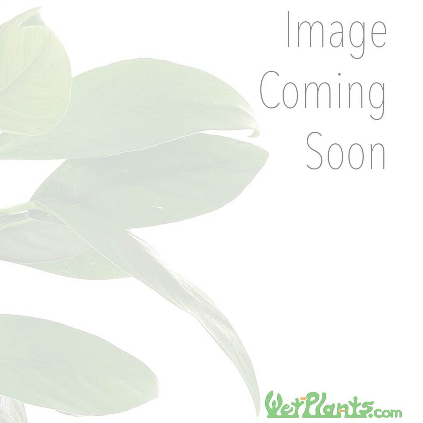 Taiwan Moss (Taxiphyllum alternans)