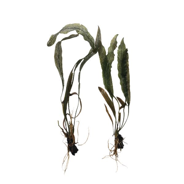 Madagascar Lace Aponogeton