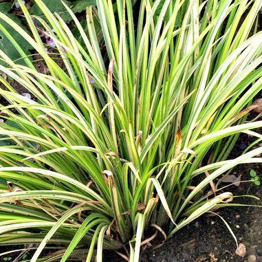 Acorus Variegated Terrarium Pond Plant