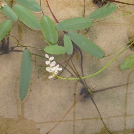 Water Hawthorne Bulbs
