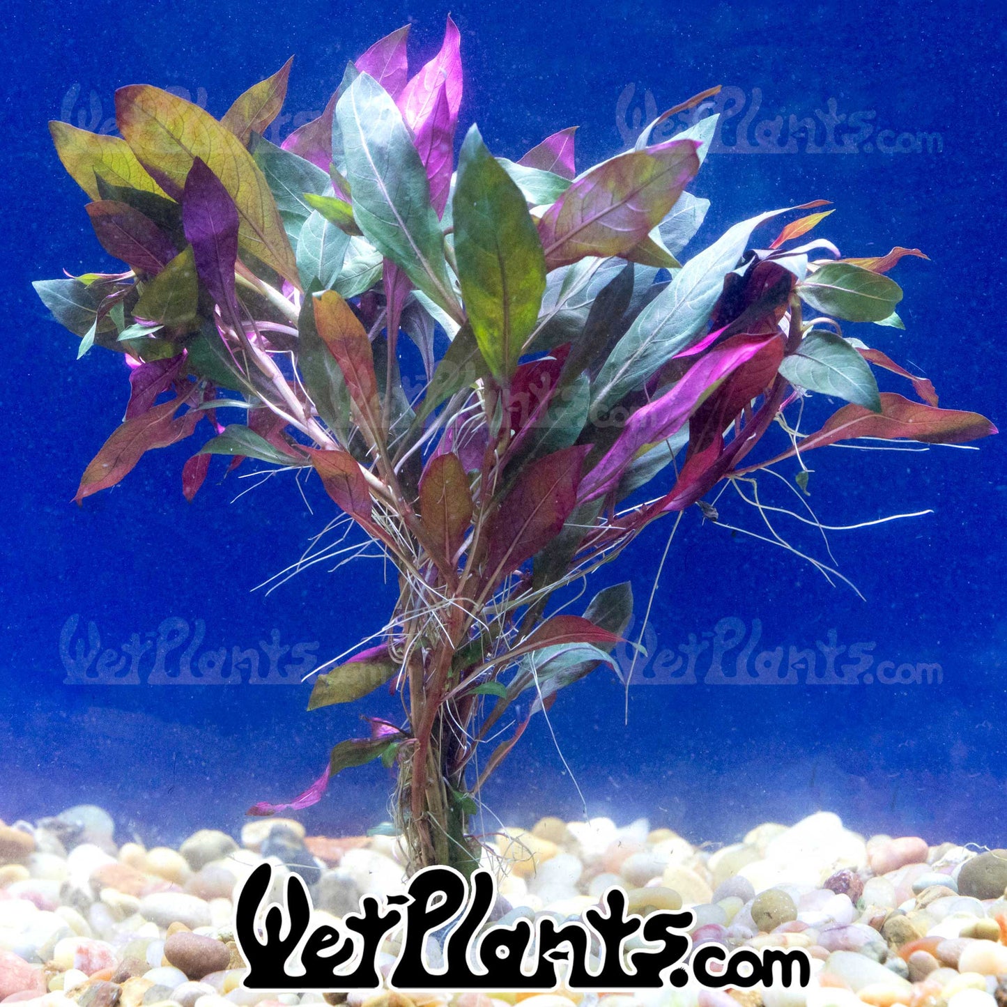 Ludwigia Peruensis Red Bunch Plant