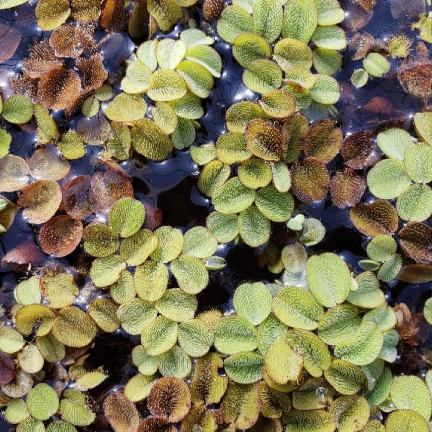 hanging pond plants Salvinia Minima (Water Spangles) – Wetplants