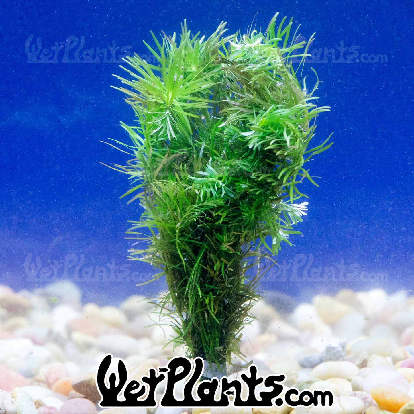 Rotala Nanjenshan Bunch Plant - 3 Pack