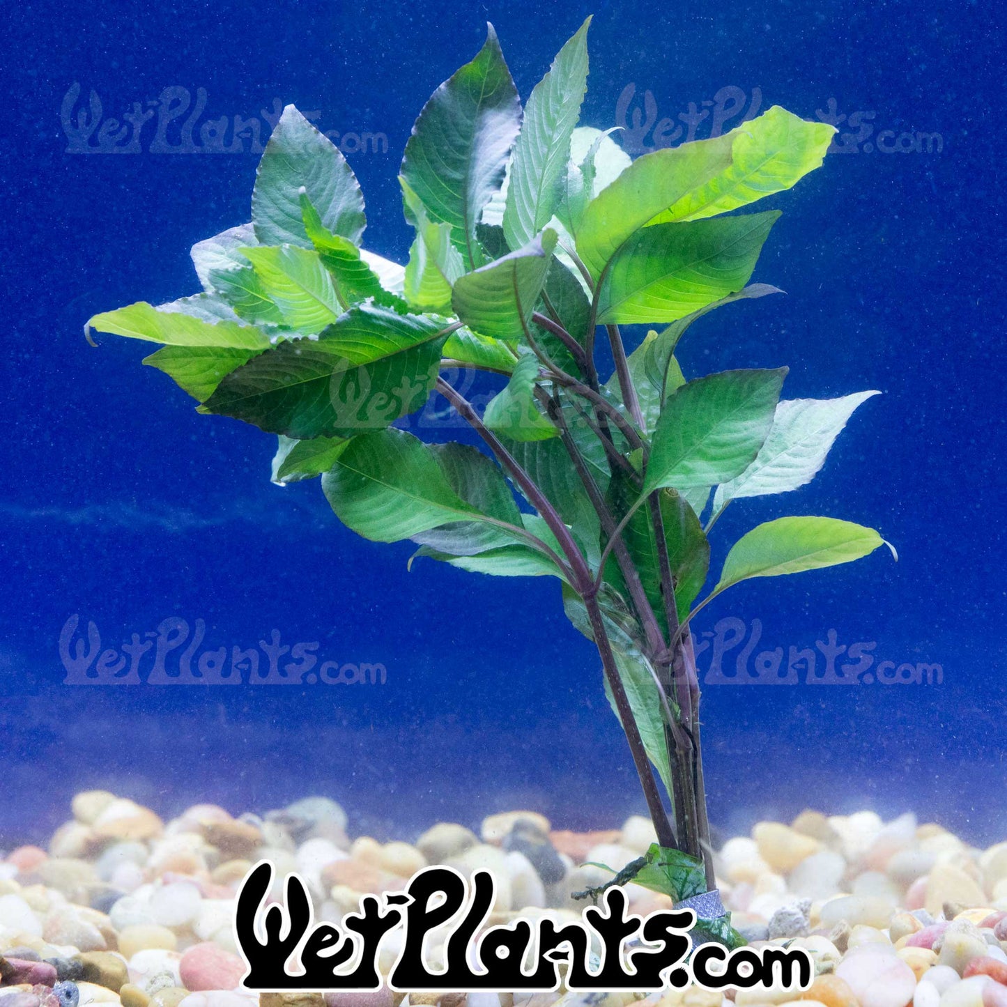 Temple Green Bunch Plant