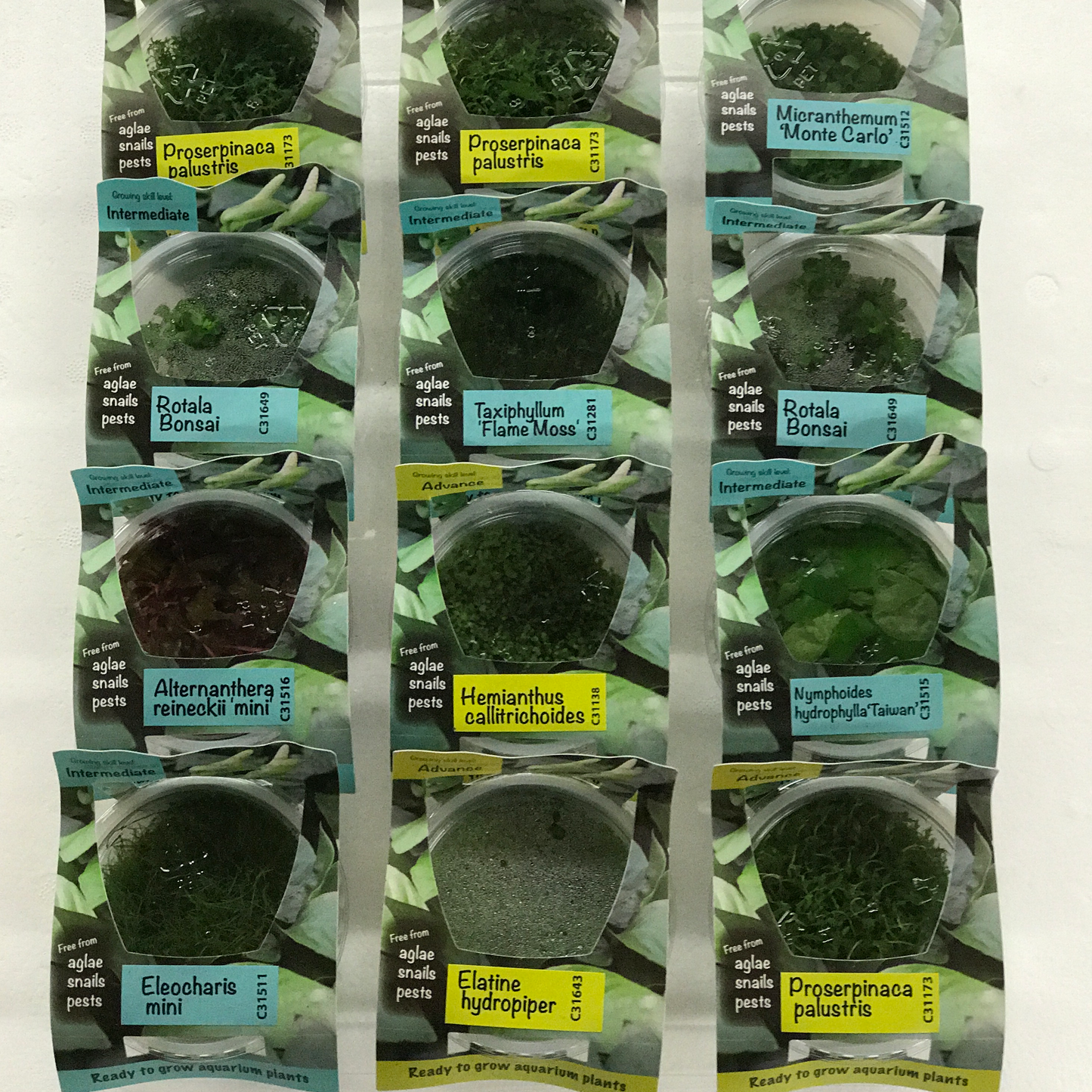 Aquatic Tissue Cultures