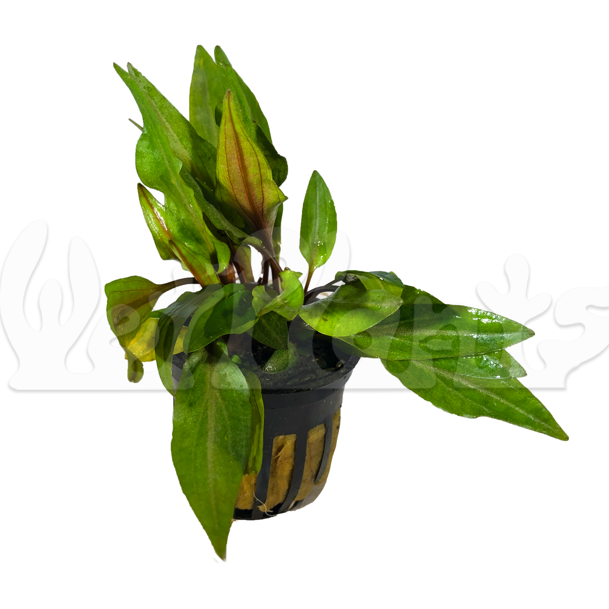 Cryptocorynes Undulata Potted Aquatic Plant