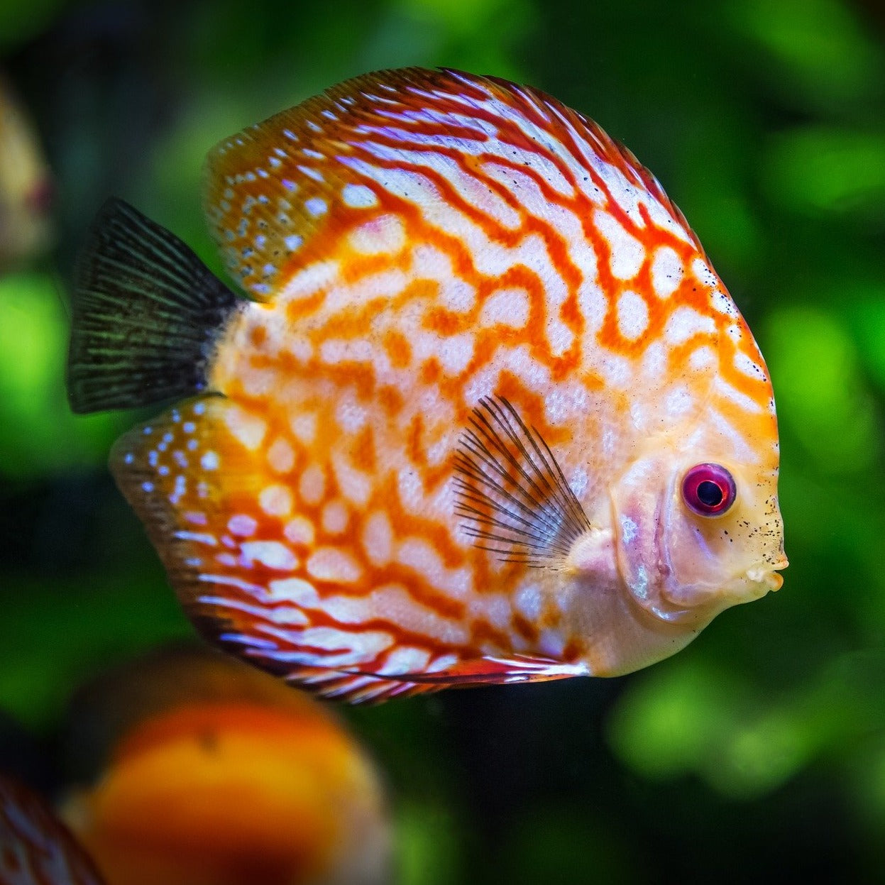 Discus Fish Aquatic Plant Package