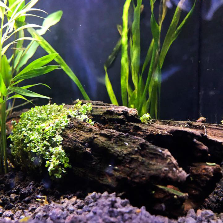 Driftwood Imbedded with Dwarf Baby Teardrop