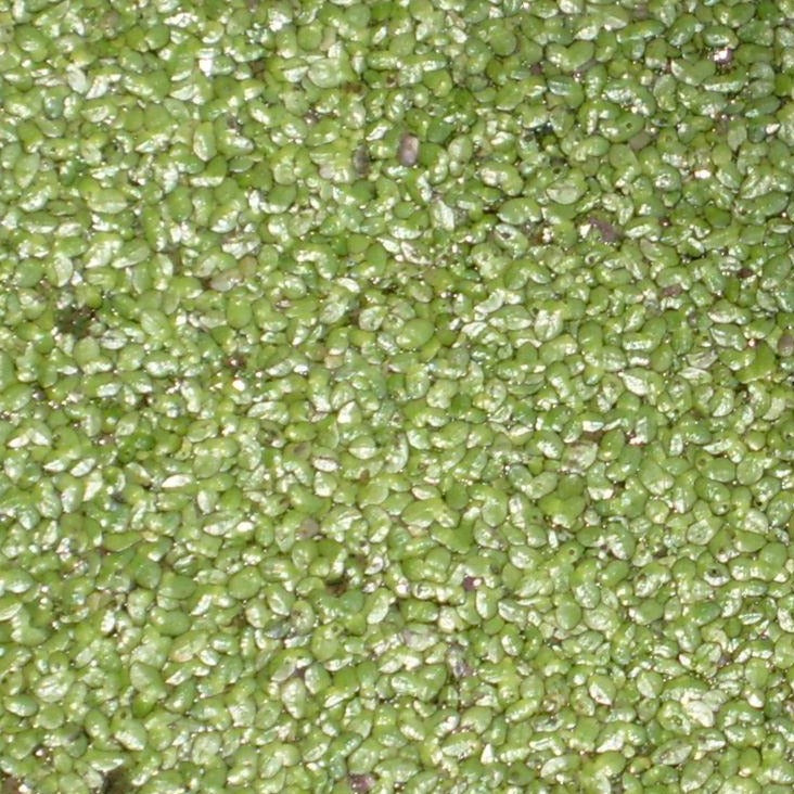 Duckweed