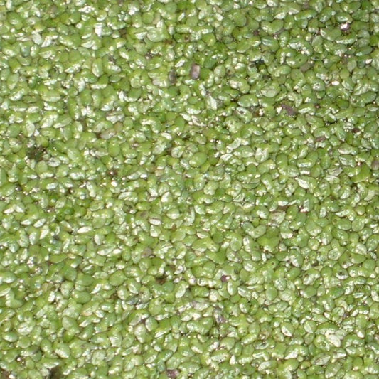 Duckweed