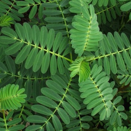 Sensitive Fern Giant