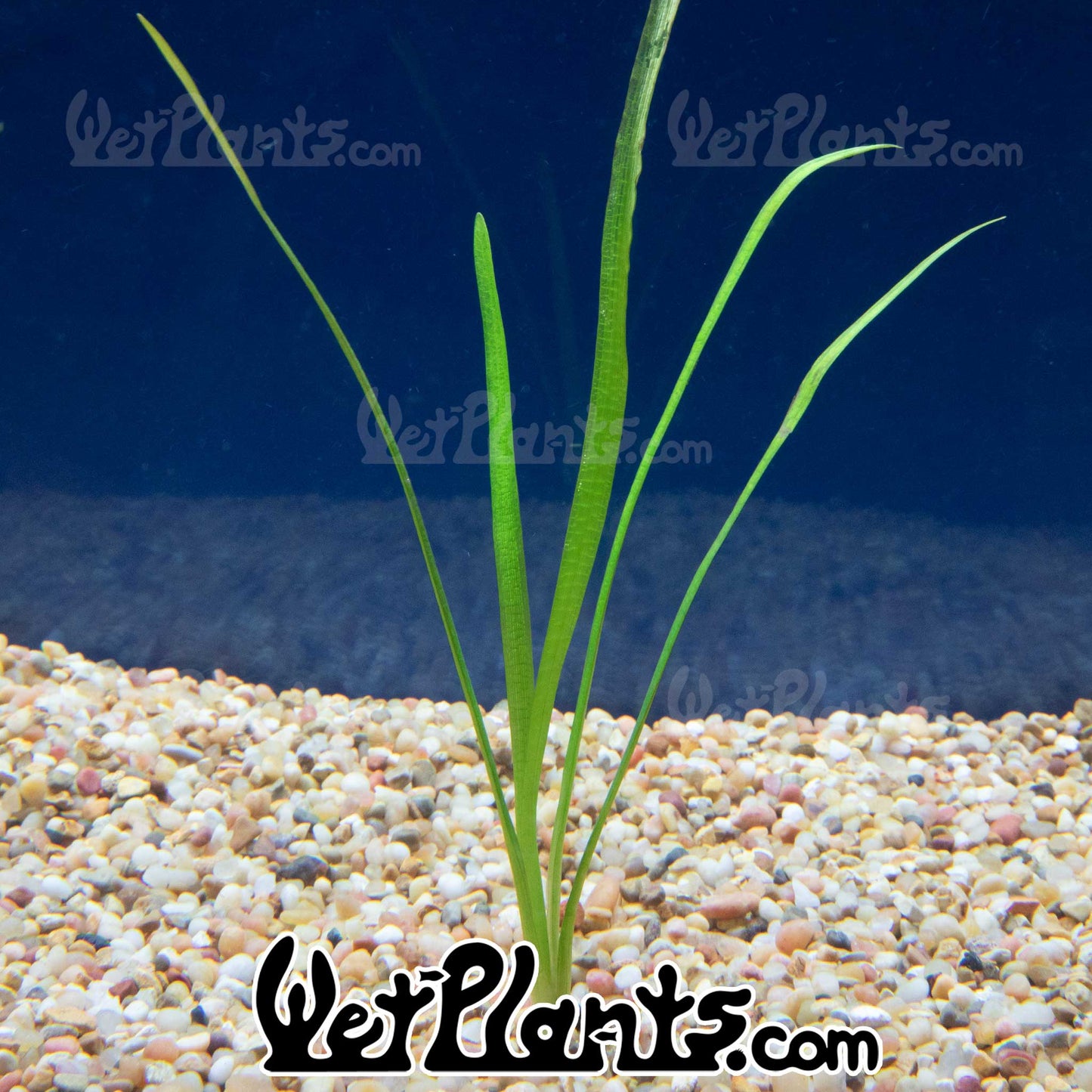 Sagittaria Dwarf