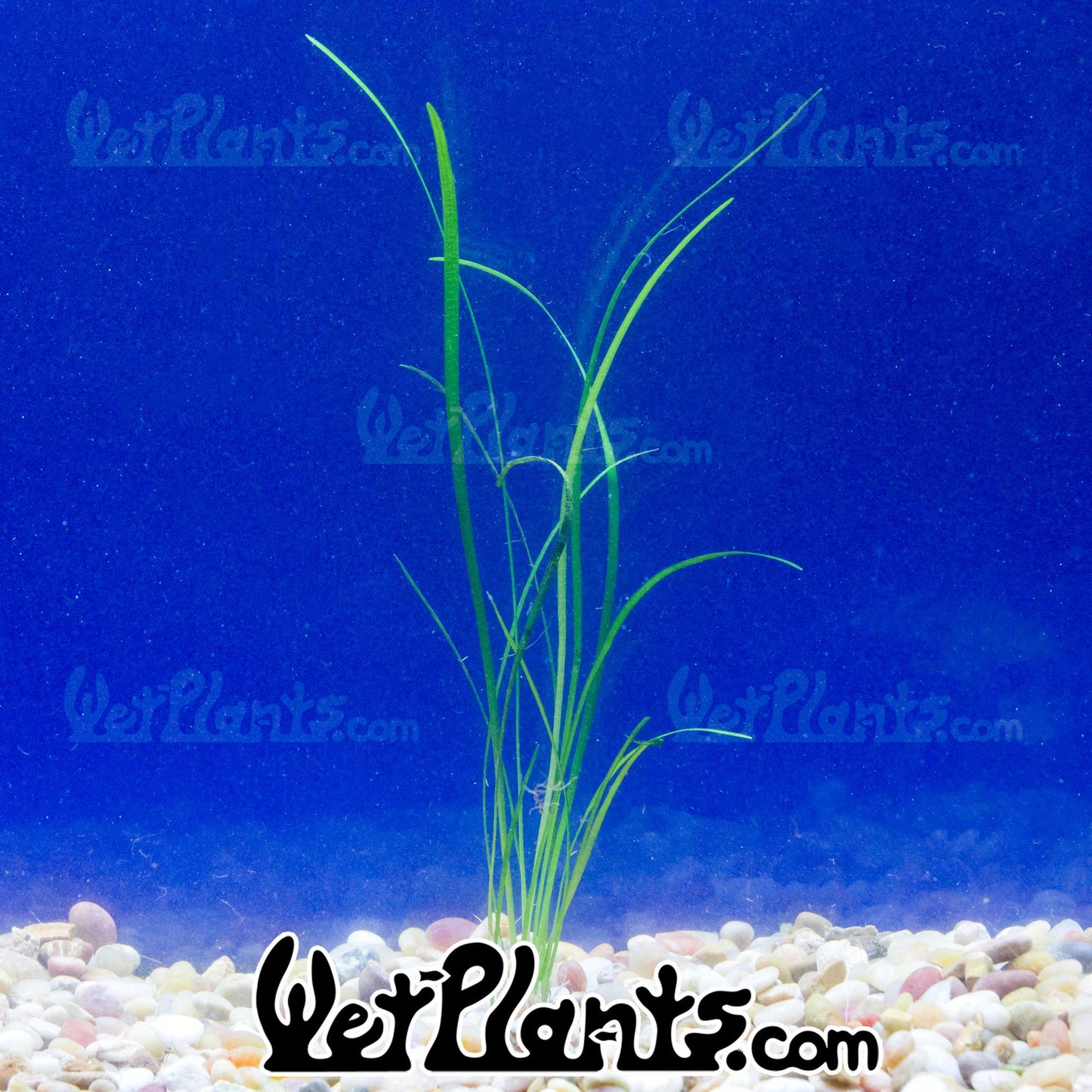 Sagittaria Narrow