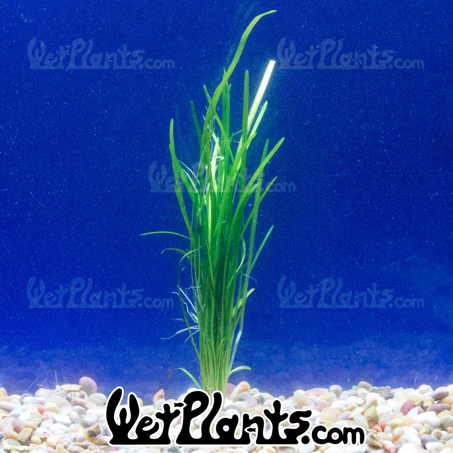 Sagittaria Narrow