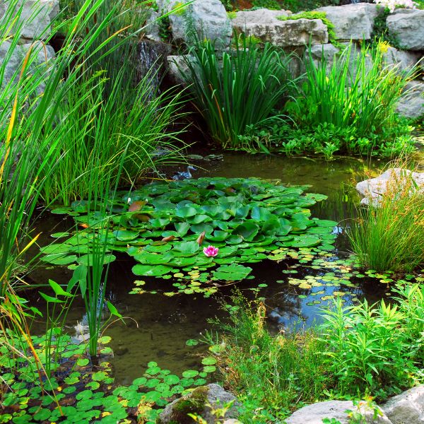 hardy pond plant pack