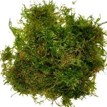 Java Moss