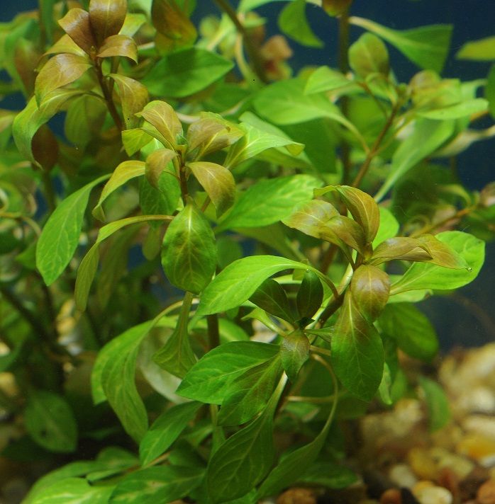 red ludwigia pond plant