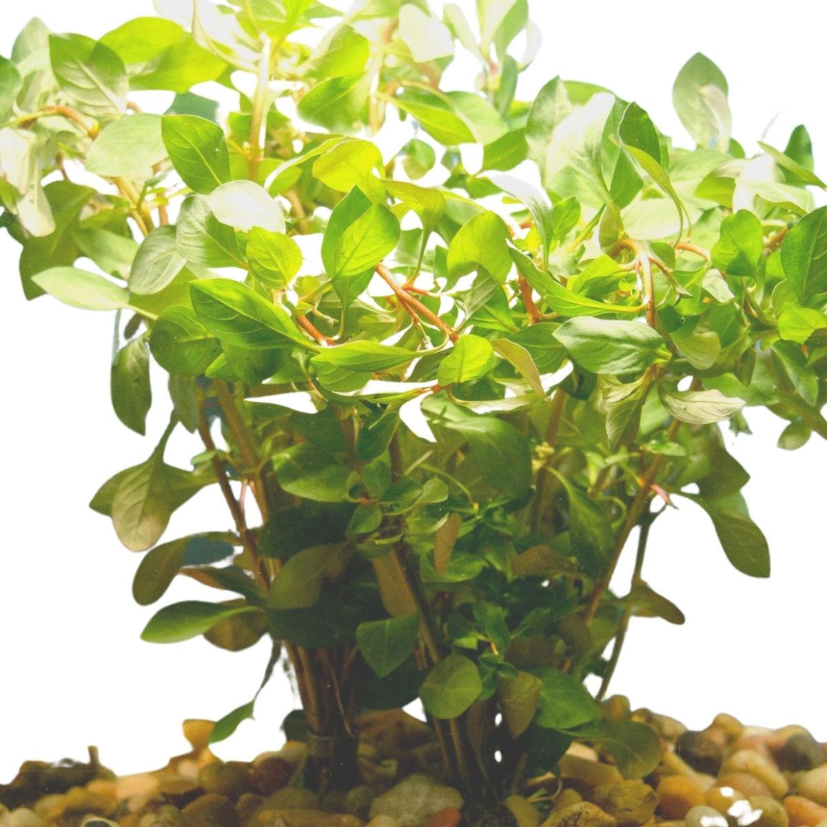 red ludwigia aquatic plant