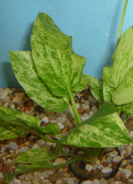 Marble Queen Sword Aquatic Plant