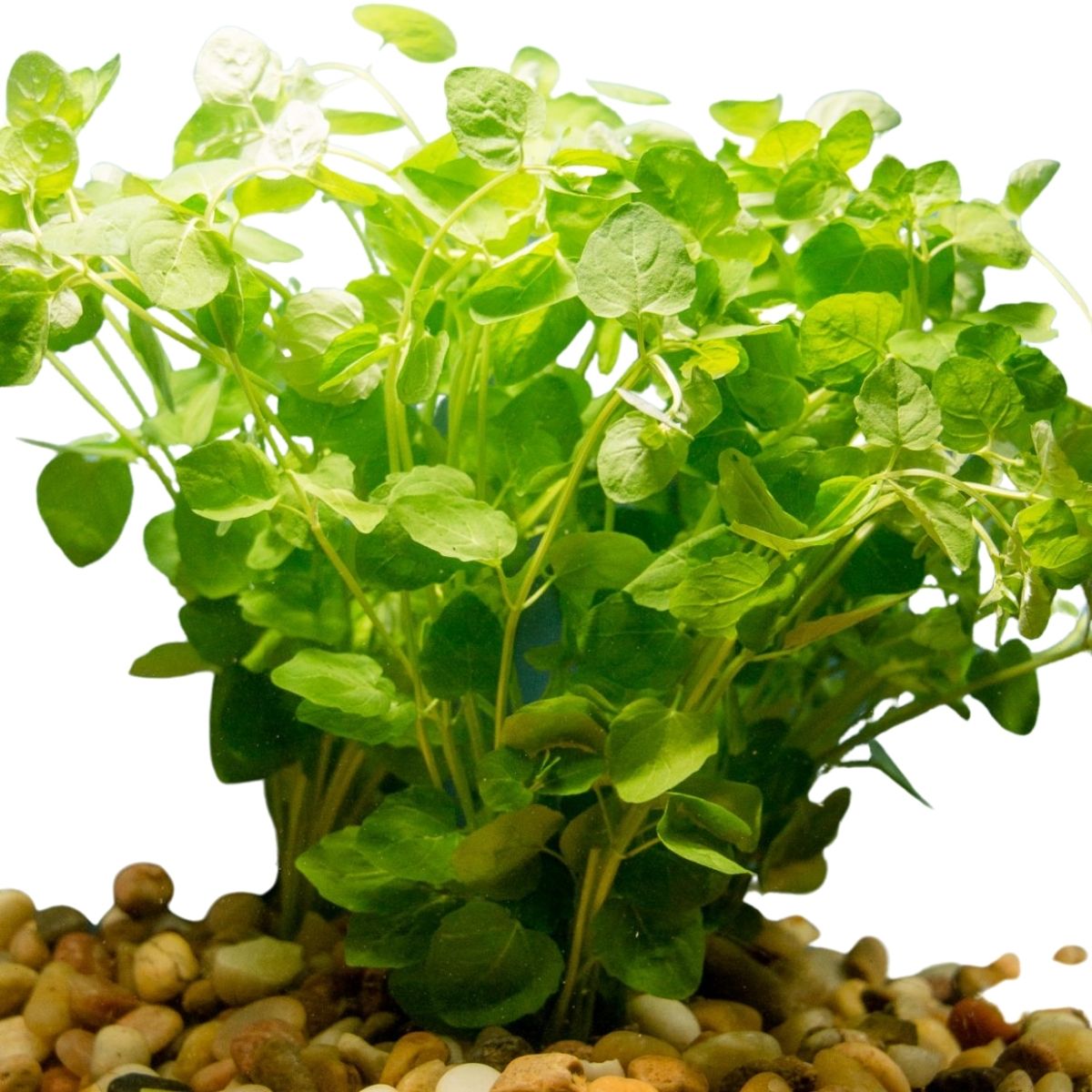 creeping charlie/mint charlie aquarium plant