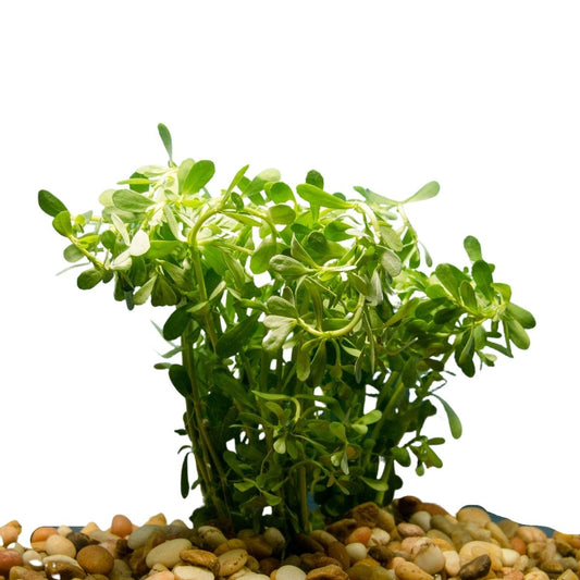 moneywort aquatic bunch plant