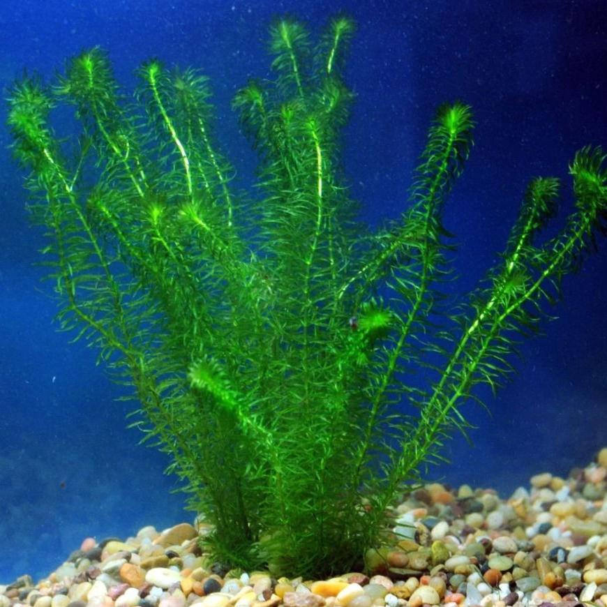 Anacharis Naja Bunch Plant