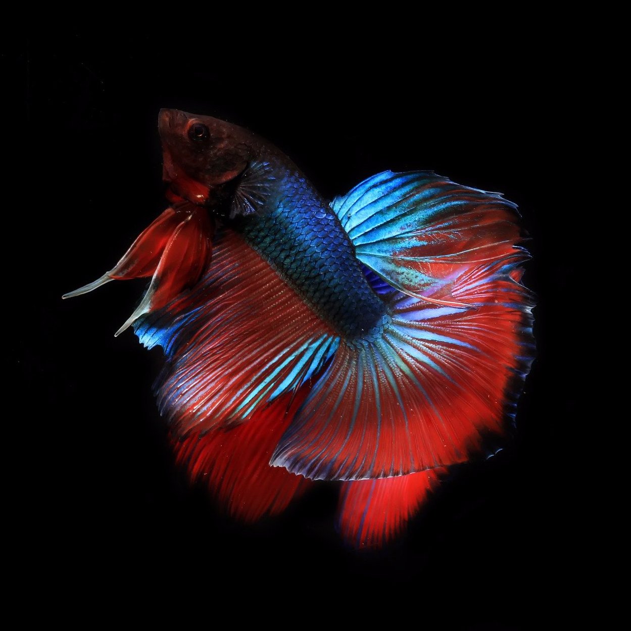 Betta Fish Bundle